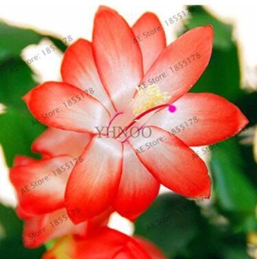 100pcs/bag schlumbergera Flores Christmas Cactus Plant plantas,Multiple Color,See ed Plant for Home and Garden,Easy to Plant