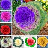 Mixed Brassica Oleracea Heirloom Mixed Ornamental Kale 200 Pcs Flowering Cabbage Non-GMO White Red Purple Colors Garden Seeding Seeds