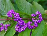 American Beauty Berry Callicarpa Americana 200 Seeds Non-Hybrid, Open-Pollinated, Suited for Canadian Climate
