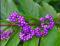 American Beauty Berry Callicarpa Americana 200 Seeds Non-Hybrid, Open-Pollinated, Suited for Canadian Climate