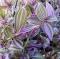 20PCS Wandering Jew Lilac Flower Seeds