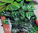 100% Genuine Rare 50pcs Pilea Notata Bonsai, Bonsai Plants, Indoor Plants Anti Radiation Absorb Dust Tree Bonsai