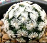 100Pcs/Bag Mixed Astrophytum Cactus Flowers Succulent Plants Bonsai Plants For Home Garden Pot