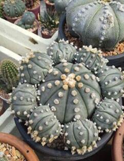 100Pcs/Bag Mixed Astrophytum Cactus Flowers Succulent Plants Bonsai Plants For Home Garden Pot