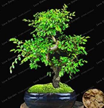 Chinese Elm Bonsai Tree Bonsai New Fresh Woody Perennial Outdoor Garden Bonsai Mini Ulmus Pumila Bonsai 30 Pcs/Bag