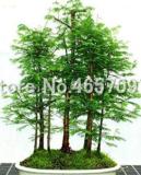 100 Pcs Dawn Redwood Forest Bonsai Metasequoia glyptostroboides Grow Your Own Bonsai Tree for Home Garden Ornamental Bonsai