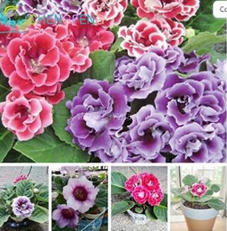 100 plantas Gloxinia de flores perennes Sinningia Speciosa Bonsái Balcón Flor para el hogar Jardín - (Color: multicolor)