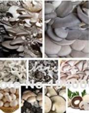 Delicious Mushrooms Seed, 1000 Pcs Vegetable Rare Pleurotus Mushroom Strains Geesteranus Plant Easy Growing DIY Garden