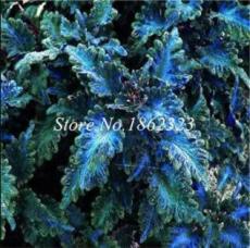 200pcs Rare Coleus Blumei Seed,Rare Flower Bonsai Potted Begonia Seed for Garden Balcony Coleus Seed for Sale - (Color: 17)