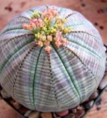200pcs/lot  Astrophytum Cactus Flores Succulents Seed Bonsai Seedas DIY Home