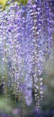 Seed 20 Pcs Seed Climbing Wisteria Flower Courtyard Garden Flowers Japanese Wisteria Fresh Viable Seeds Amazing Climber - (Color: 13)