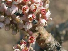 Boswellia serrata | Indian Frankincense | Salai Guggal | 5 Seeds, Gardening (AA) and Planting