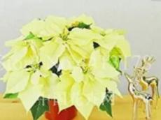 100 Seeds  Imported Poinsettia DIY Potted Colorful Flower Indoor & Outdoor Flore Home Garden Decor for Flower Pot Planters