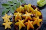 100 pcs Imported Carambola Seed Star Fruit Tree Shrub Organic Fruit Edible Starfruit for Home Garden Flower Pot Planters - (Color: 2)