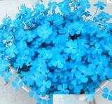 200 Blue Lucky Four Leaf Clover Grass Plants Countryside Decoration Flower Plants for Home Garden