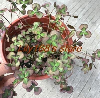Love Bonsai Four Leaf Clover Family Indoor Vase Garden Flower Seeds 100pcs