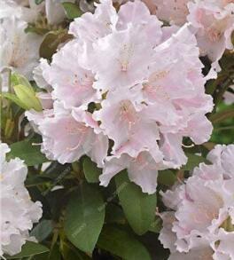 200 Pcs/Bag Exotic Japanese Azalea Bonsai Mixed Color Rhododendron Azalea Flower Potted For Home Garden Plants (Color: 2)