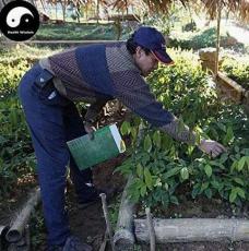 Buy Rubber Tree Semente 4pcs Plant Hevea Brasiliensis for Xiang Jiao