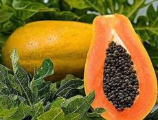 Papaya Seeds Rare Yellow Natural Tropical Dwarf Waimanalo Fruit 4000 Seeds Easy to Seasons, Meaningful Gift