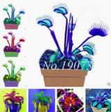 Seed 100 Pcs/Bag Rare Flycatcher Potted Mixed Insectivorous Seed Plant Dionaea Muscipula Giant Clip Venus Flytrap - (Color: Mixed)