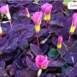 Red Oxalis Versicolor Flores Bonsái 100 piezas Planta Rara para Jardín Hogar Plantar Flores Oxalis Plantas a la Venta