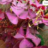 Red Oxalis Versicolor Flores Bonsái 100 piezas Planta Rara para Jardín Hogar Plantar Flores Oxalis Plantas a la Venta