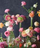 100 Pcs Ranunculus Asiaticus Flower for Home & Garden Seed Lovely Persian Buttercup Flower Seeda - (Color: 6)