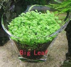Genuine!500 Pcs Aquarium Glossostigma Hemianthus Callitrichoides Bonsai Water Grass Mini Leaf Live Plant Fish Tank Decoration,#U - (Color: Big Leaf)