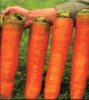 100 Piece See EDS Carrots Krasnyy Velikan - Red Giant Organic Russian Heirloom Vegetable