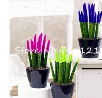 200 Pcs Mixed Sansevieria Trifasciata Bonsai Potted Balcony Office Seed Pots Indoor Seed Perennial Bonsai Purify The Air - (Color: 1)