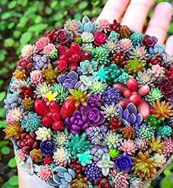 100 Pcs Rare Succulents Bonsai Mix Plant Lithops Flower Cactus Garden Plants Garden Decoration (Color: Multicolor)
