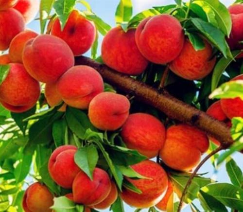Garden Seed Dwarf Bonanza Peaches, Peach Tree - Peach Bonsai- Fruit Bonsai Bonsai-10 Pcs Delicious Fruit