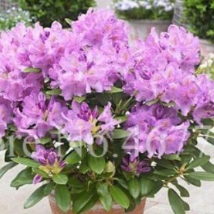 Hot 100 piezas japonesas azalea bonsái rododendro azalea para interior de árbol de flores en maceta, para decoración del hogar y jardín (color: 8)