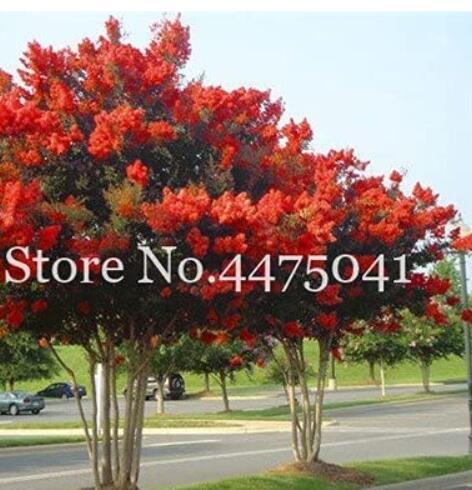 100 Pcs Crape Myrtle -Shrub Lagerstroemia Perennial Flower Seed, Can Grow Big Tree Plant Courtyard Myrtle Flowers Home Garden - (Color: 2)