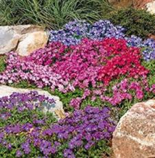 100 Pcs Multicolor Creeping Thyme Bonsai Violet Queen Flower Bonsai Potted Ground Cover for Garden Decoration (Color: 5)