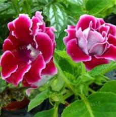 200 Pcs Mixed Color Gloxinia Flowers, Rare Flower Plants, Perennial Balcony Plants, Sinningia Speciosa Flowers, Home Garden Bonsai (Color: Chocolate)