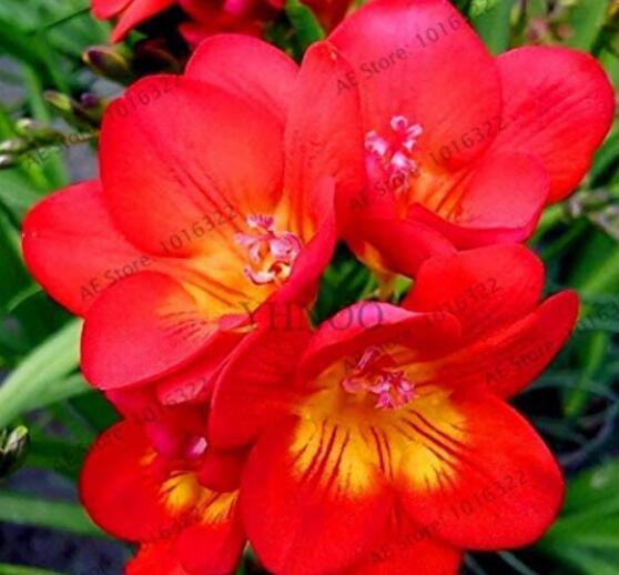 100 Pcs/Bag Freesia Garden Bulbs True Freesia Bonsai Flowers Orchid Freesia Rhizome Bulbous Flowers (14)