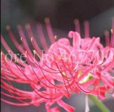 100 unidades/bolsa Bonsai Lycoris flor no Lycoris foco colores mixtos para exterior e interior floración balcón plantación DIY planta en maceta, 16
