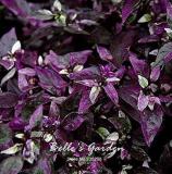100pcs Purple Flash Ornamental Pepper Seeds Vegetable Home Garden Bonsai Plant
