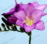 100 Pcs/Bag Freesia Garden Bulbs True Freesia Bonsai Flowers Orchid Flowers Freesia Rhizome Bulbous Flowers (16)