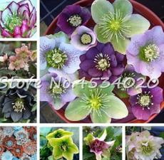 100 Pcs Japanese Hellebore (Christmas Rose) Helleborus Niger Seed Flower Plant Home Garden Novelty Plant - (Color: Mixed)
