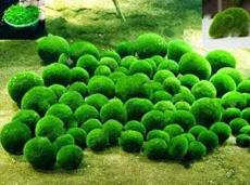 200 Pieces Mixed Water Grass Plants for Aquarium Fish Tank