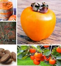 10 pcs/ Bag Exotic Persimmon Fruit Tree Outdoor Non-GMO Juicy Se eed Potted Diospyros Kaki fruta Planta Home Garden