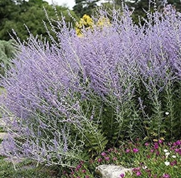 60 Seeds of Perennial Perovskia Atriplicifolia - 'Russian Sage'. Aromatic, Colorful and a Bee Magnet!