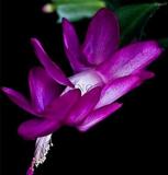 100pcs/bag schlumbergera Flores Christmas Cactus Plant plantas,Multiple Color,See ed Plant for Home and Garden,Easy to Plant - (Color: 7)