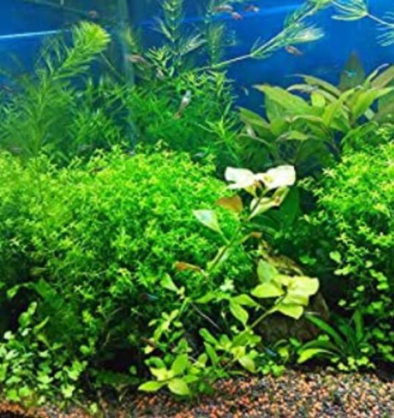 1000Pcs/Bag Aquarium Plants Seeds Artificial Aquarium Plant Decoration Fish Tank Submersible