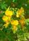 70 Seeds Canary Creeper Nasturtium Vine Tropaeolum Peregrinum Yellow Bird Flower Seeds Easy to Seasons