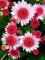 50 Seeds Pink Dwarf Sunflowers Flowers