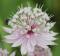 50pcs Astrantia Major The Great Masterwort Seed Single Or Multiple Items Seeds Easy to Seasons, Meaningful Gift.