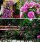 100 Fragrant Perennial Climbing Roses for Home and Garden Multiflora Garden Decoration JY - (Color: Purple)